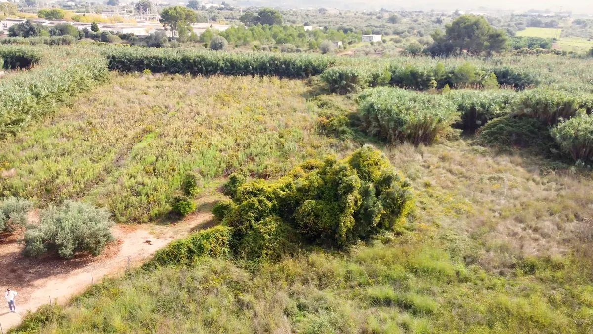 BIOPLOT, an open field with a dirt track
